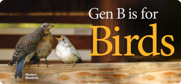 New Birds